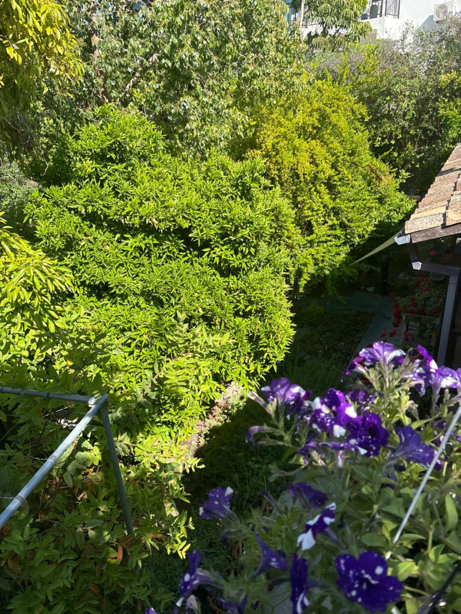 Vasilion Agrotourism Villa Polis Dış mekan fotoğraf